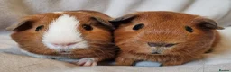 Guinea Pig rodents for sale: Adoption - Bonded Pair Boar(Boy) Guinea Pigs - Advert 1