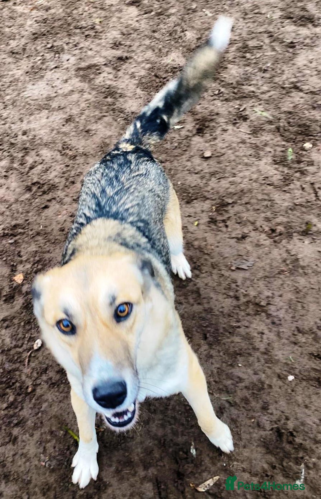 Mixed Breed dogs for adoption: CHLOE - a Lovely mix breed Girl, for a Loving Home - Image 15