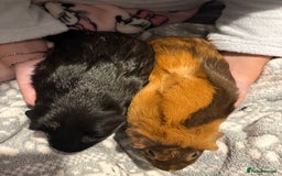 Guinea Pig rodents for sale: Shadow & Bear - Loving Guinea Pig Brothers - Image 4