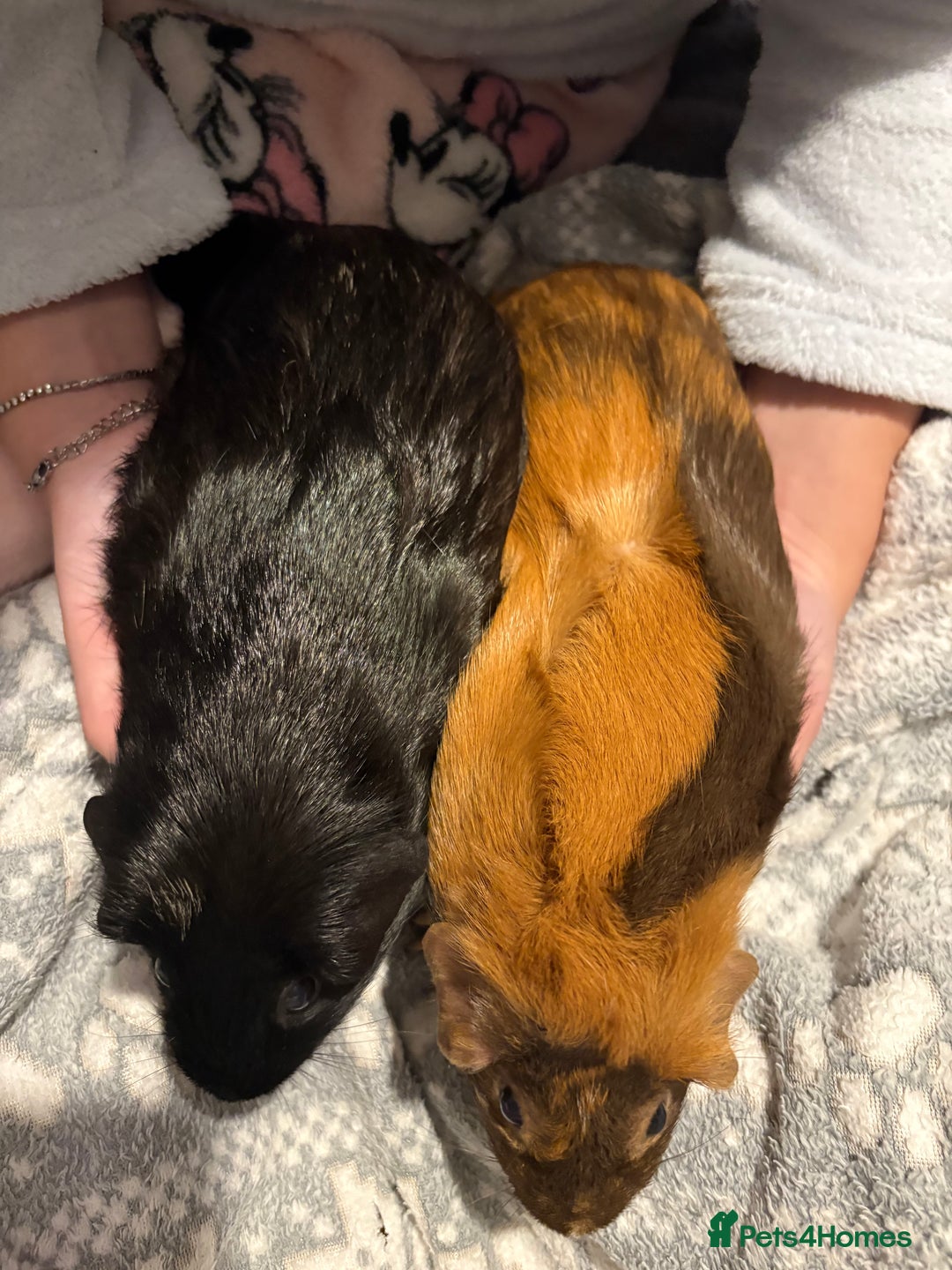 Guinea Pig rodents for sale: Shadow & Bear - Loving Guinea Pig Brothers - Image 4
