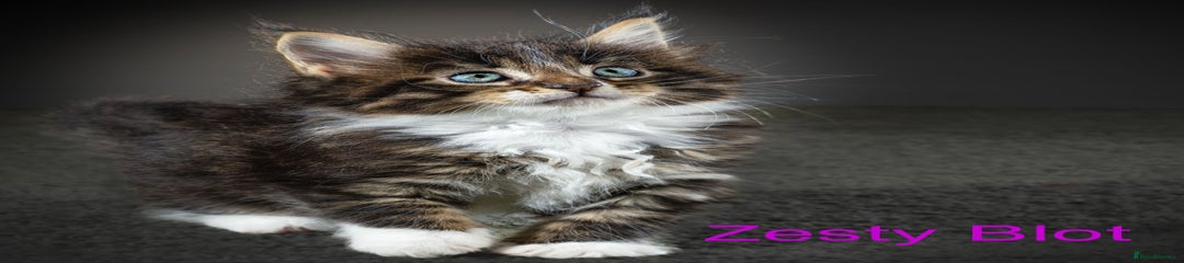 Maine Coon Kitten 3