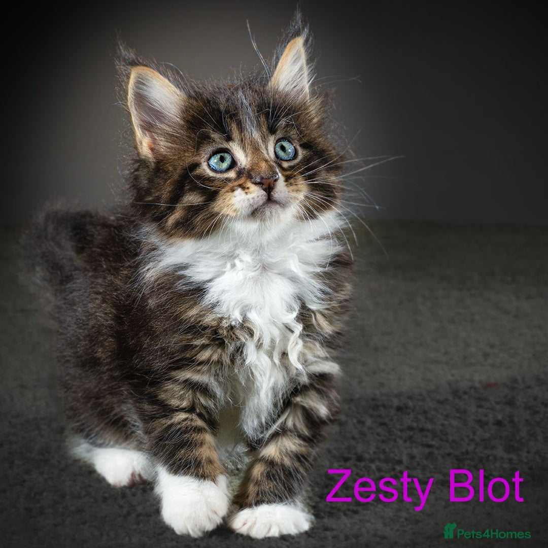 Maine Coon cats for sale: Purebred Maine Coon kittens - Image 7