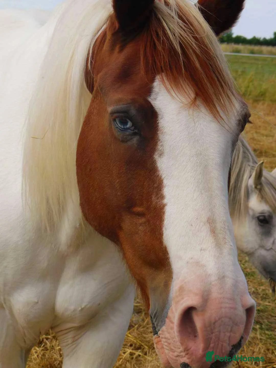 Pintos horses for sale: Handsome blue eyed Gelding - Advert 6