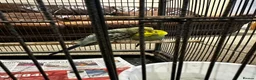 Budgerigars birds for sale: Rare colour budgies with cage and accessories  in Bradford - Advert 2