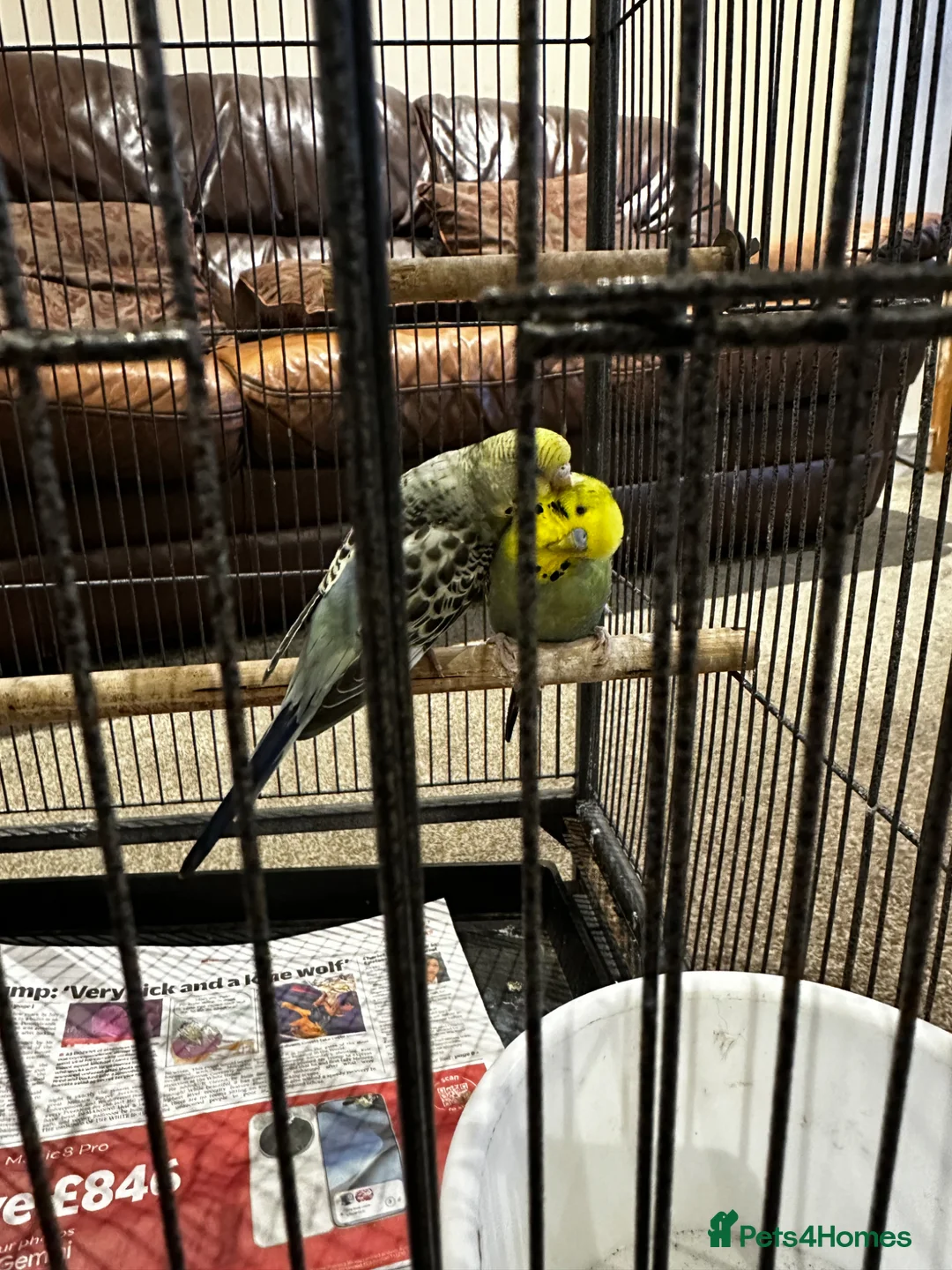 Budgerigars birds for sale: Rare colour budgies with cage and accessories  in Bradford - Advert 2