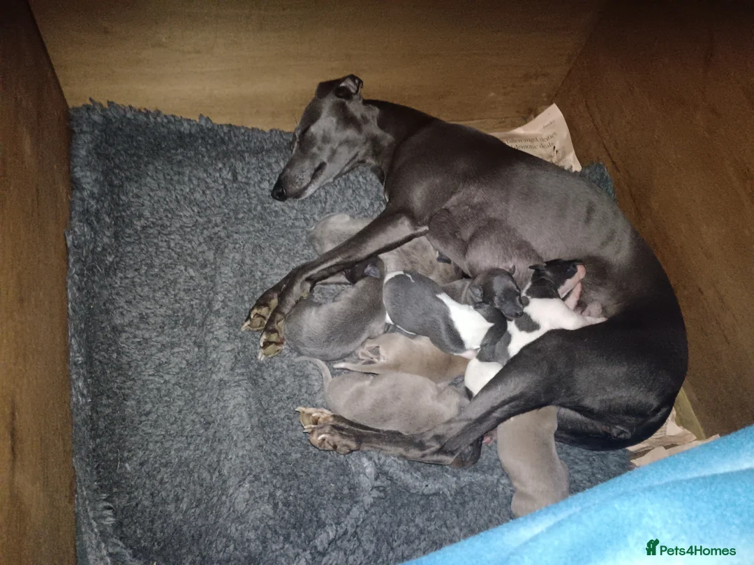 Whippet dogs for sale: 8 stunning puppies  in Okehampton - Advert 2