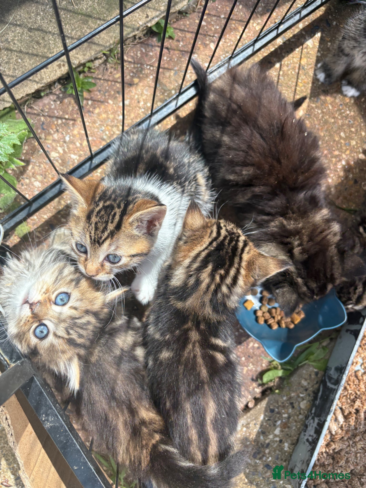 Mixed Breed cats Half bengal and half tabby - Advert 4