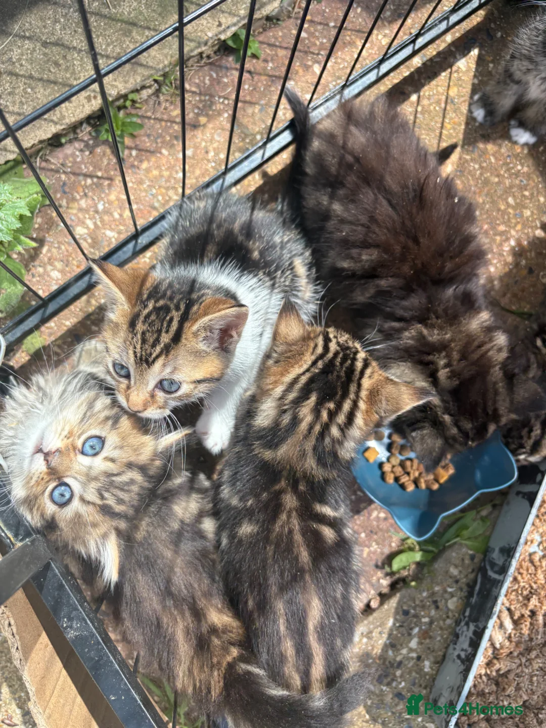 Mixed Breed cats for sale: Half bengal and half tabby - Advert 1