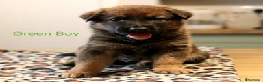 Mixed Breed 1
