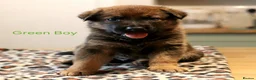 Mixed Breed dogs for sale: Belgian Malinois X German Shepherd  - Advert 5