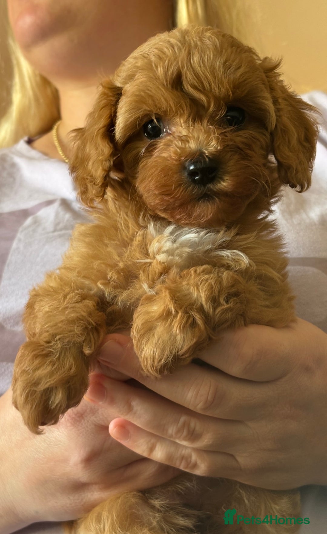 Cavapoo dogs for sale: Top quality F1b toy cavapoos  - Advert 6