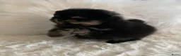 Pomeranian dogs for sale: Outstanding KC Tiny baby Poms puppies  - Advert 11