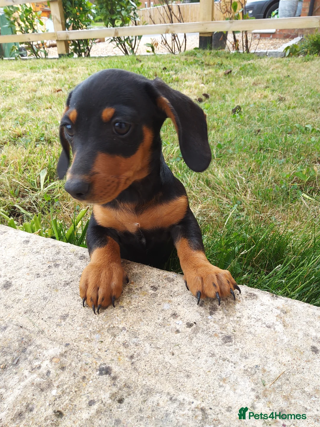 Miniature Dachshund dogs for sale:  boy dachshund Puppie ready to leave  - Advert 2