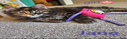 Maine Coon cats for sale: ✨ Meet Our Magnificent Maine Coon Kittens ✨ - Advert 16