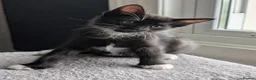Mixed Breed cats for sale: Kittens available near Worksop/Retford  in Worksop - Advert 7