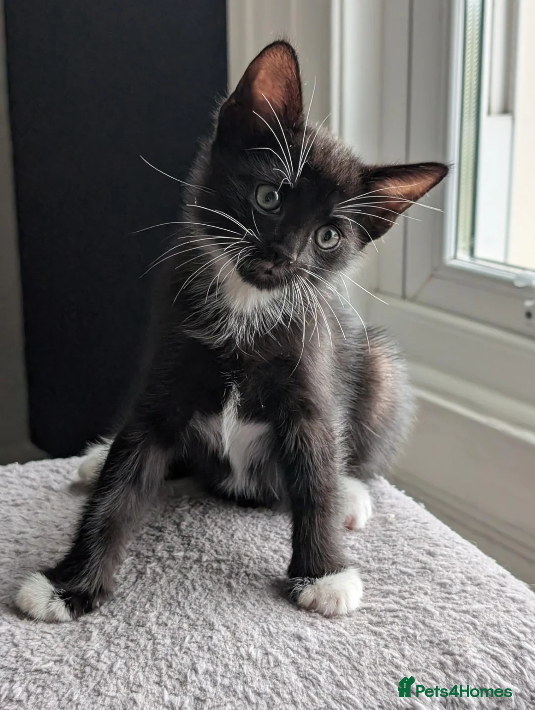 Mixed Breed cats for sale: Kittens available near Worksop/Retford  in Worksop - Advert 7