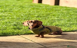 Miniature Dachshund dogs for stud: KC reg Mini Chocolate & tan STUD,Proven,PRA clear - Image 6