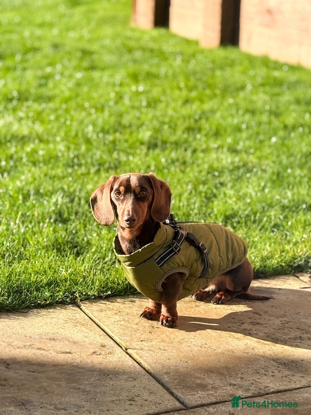 Miniature Dachshund dogs for stud: KC reg Mini Chocolate & tan STUD,Proven,PRA clear - Image 6