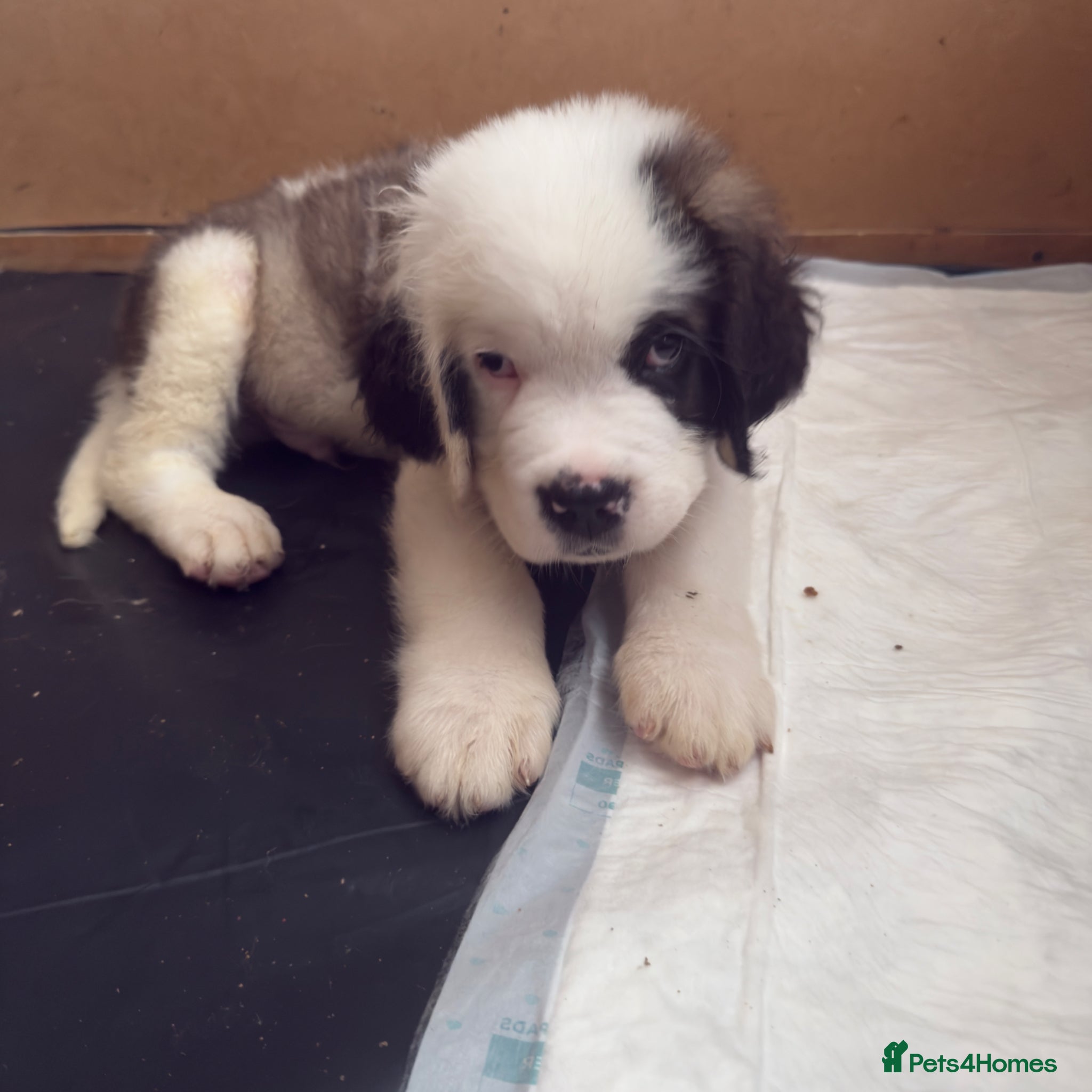 Saint Bernard Puppy 1
