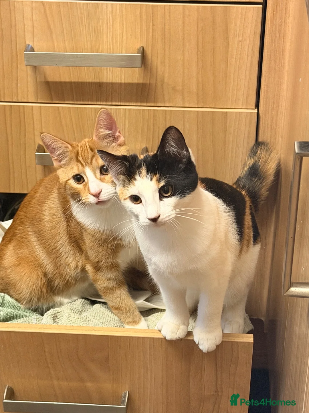 Mixed Breed cats for sale: 5 Kittens for sales  - Advert 1