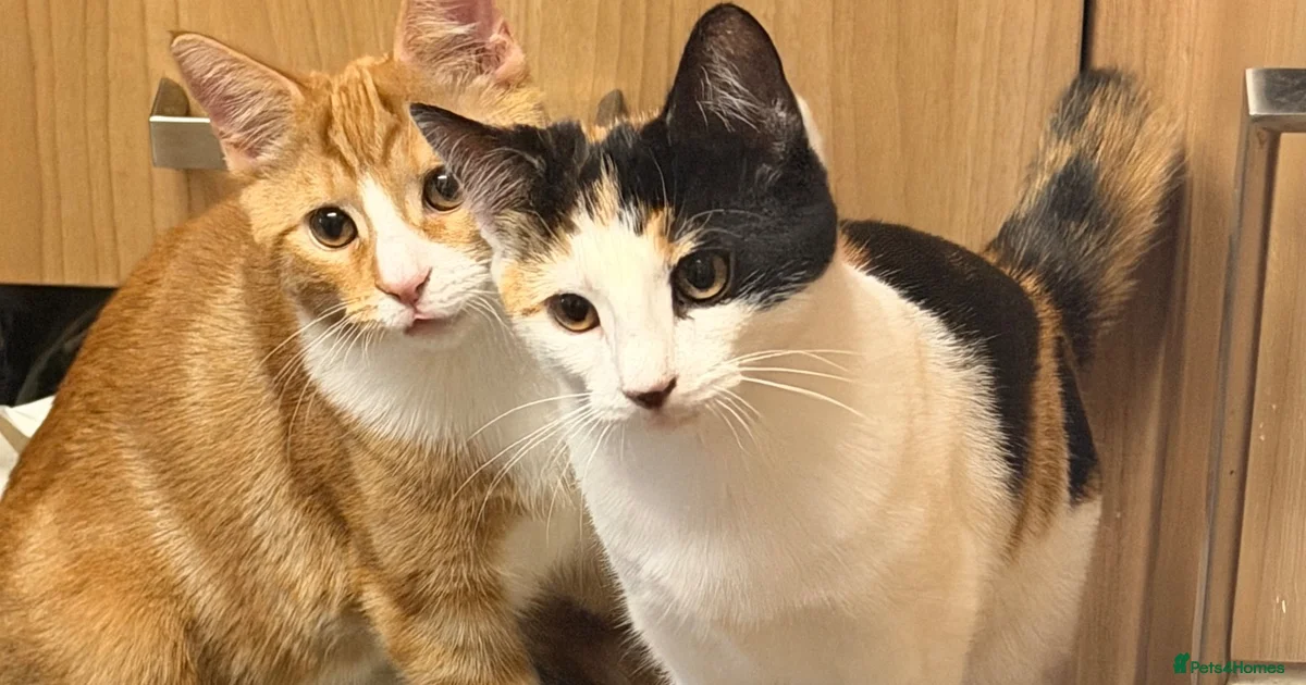 Little Shell Reservation 5 Kittens for sales for sale in Sevenoaks | Pets4Homes