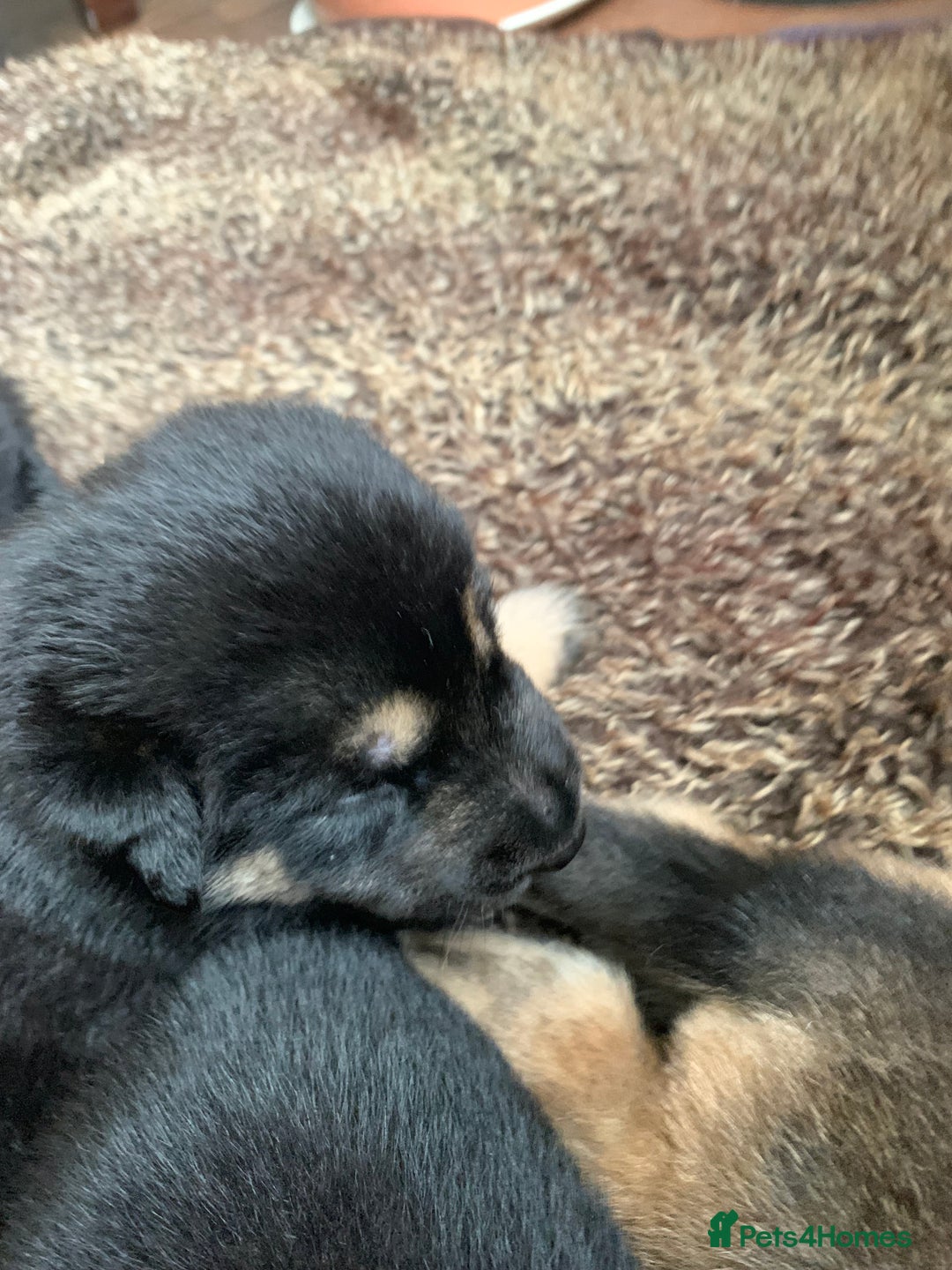 Mixed Breed dogs for sale: Labrador x German Shepard puppies - Image 13