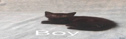 Mixed Breed cats for sale: Beautiful Kittens VIDEOS - Advert 3