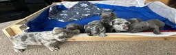 French Bulldog dogs for sale: French Bulldog Puppies - Advert 17