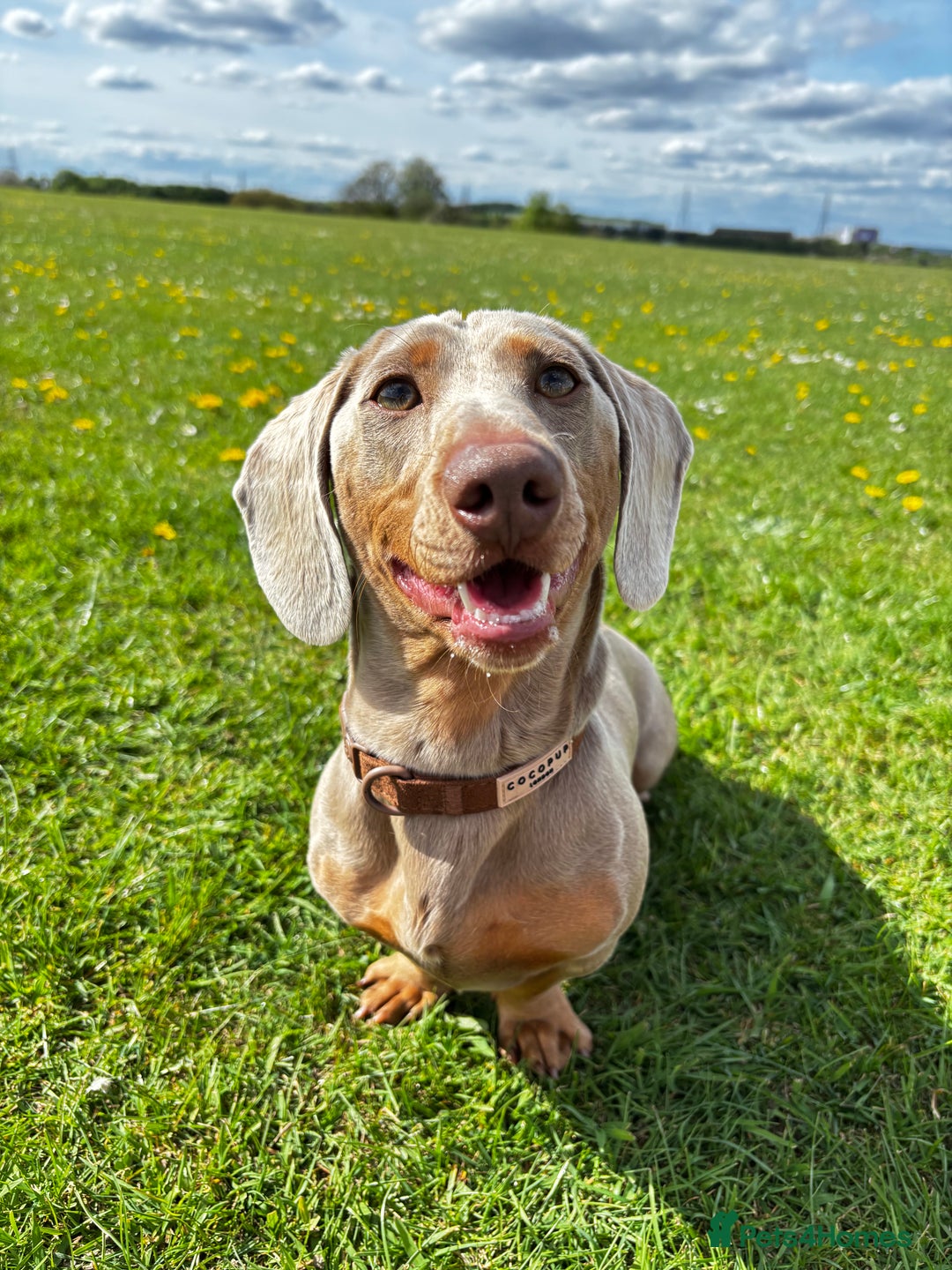 Miniature Dachshund dogs for stud: KC registered Isabelle & Tan  in Pontefract - Advert 3