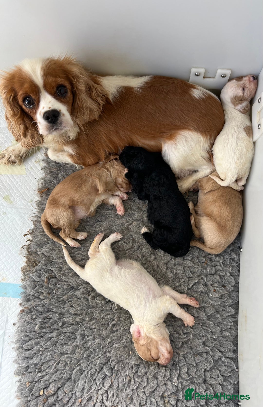 Cavapoo dogs for sale: Beautiful cavapoo pups  - Image 7
