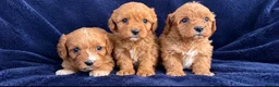 Cavapoo dogs for sale: F1 cavarpoos in Southampton - Advert 4