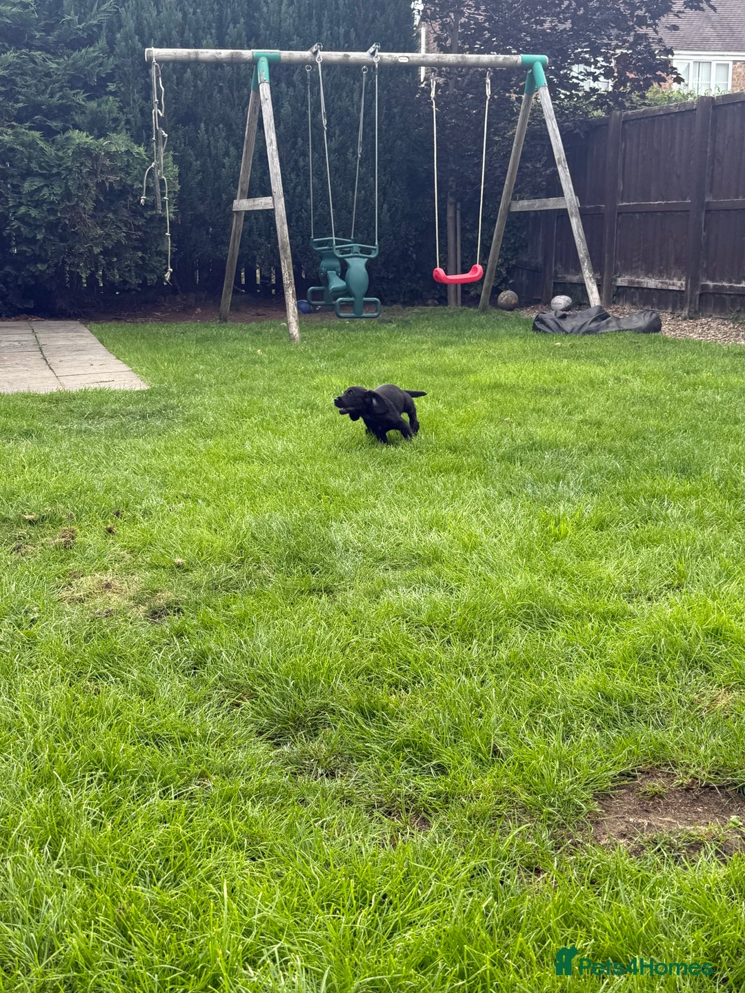 Cocker Spaniel dogs for sale: Working Cocker Spaniel pups in Houghton le Spring - Image 11