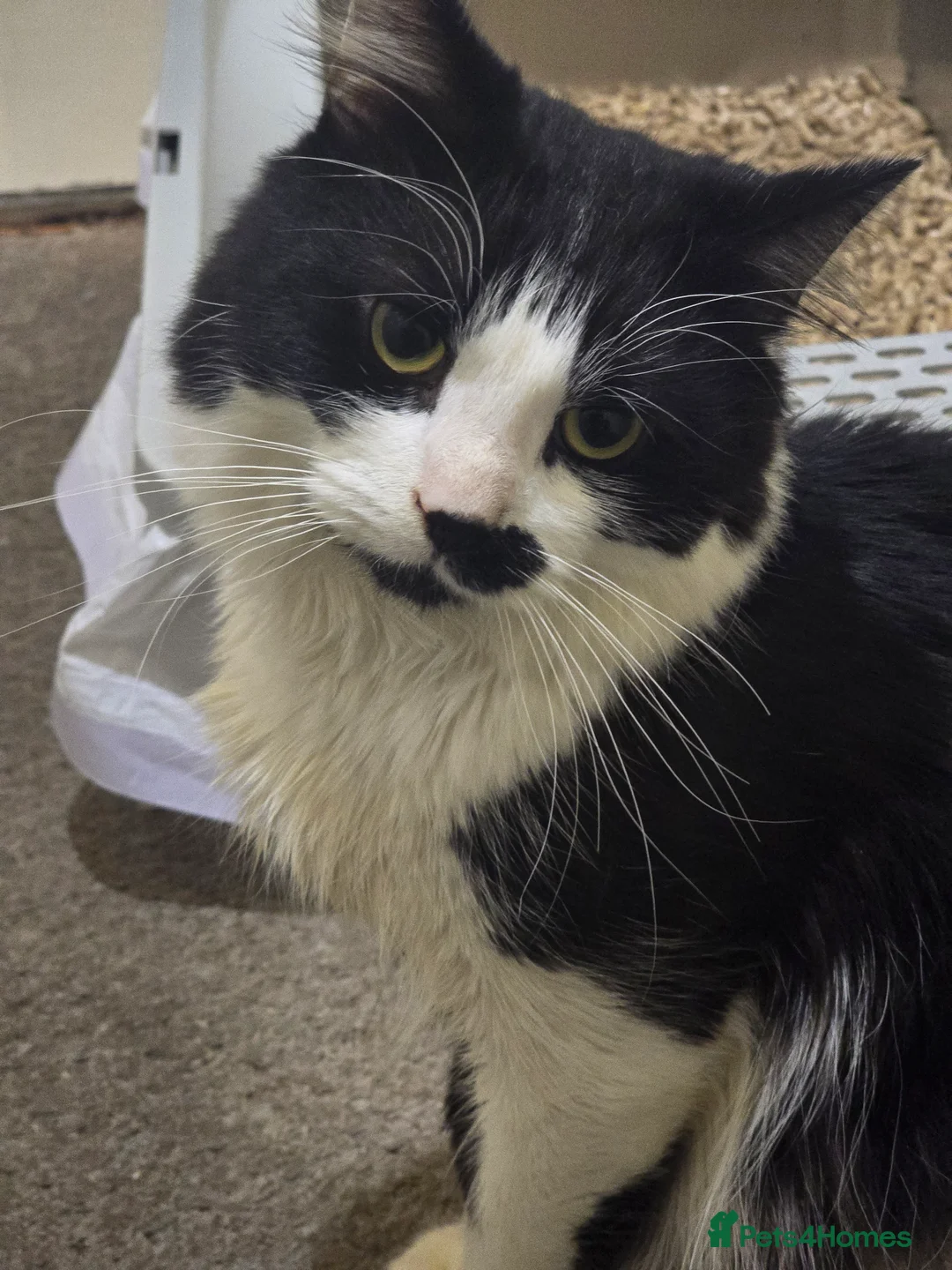 Mixed Breed cats for sale: Rescued Cat - Needs A Loving Home - Advert 1