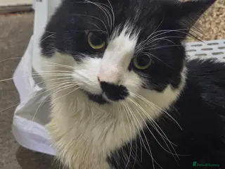 Mixed Breed cats Rescued Cat - Needs A Loving Home in Walton-on-Thames - Advert 1