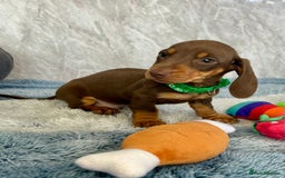 Miniature Dachshund dogs for sale: Miniature dachshund puppies  - Image 25