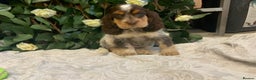 Cocker Spaniel dogs for sale: Show cocker spaniels  - Advert 6