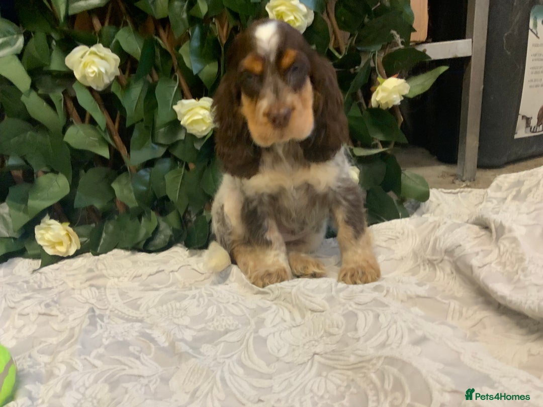 Cocker Spaniel dogs for sale: Show cocker spaniels  - Advert 6
