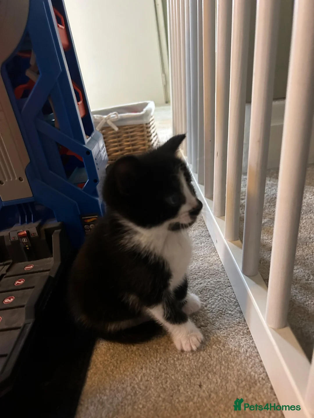 Mixed Breed cats for sale: Two beautiful boys looking for there forever home  - Advert 2