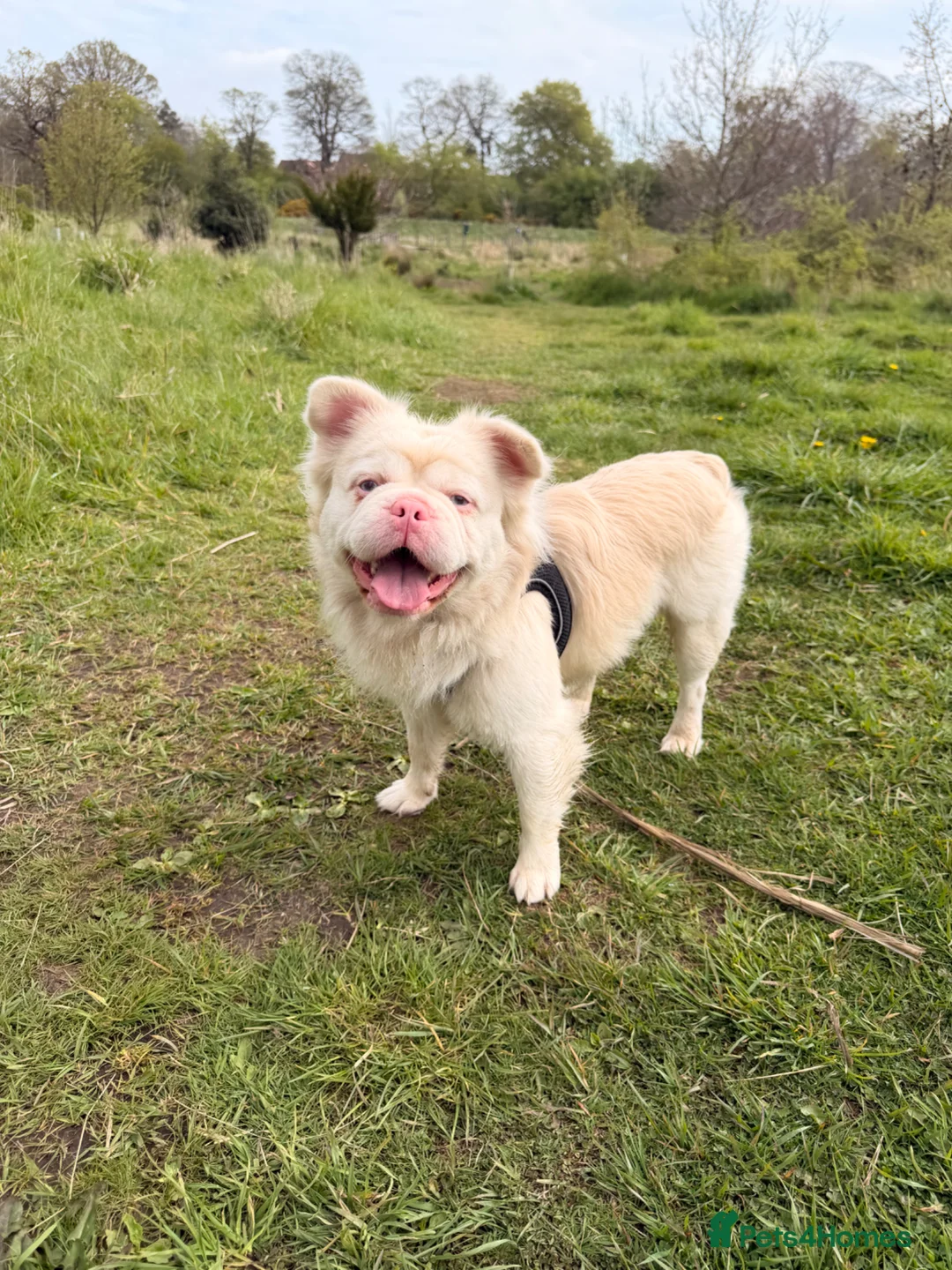 French Bulldog dogs for stud: Fluffy French bulldog for stud!  - Advert 1
