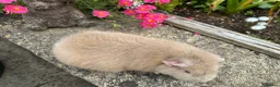 Guinea Pig rodents for sale: Beautiful Swiss sows (female)  - Advert 13