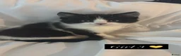 Mixed Breed cats for sale: Five adorable kittens ready now - Advert 3
