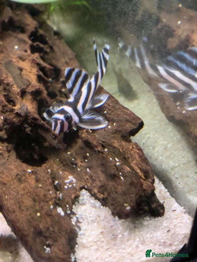 Plecos fish Hypancistrus Zebra Pleco L046 ~ 6-7cm - Advert 1