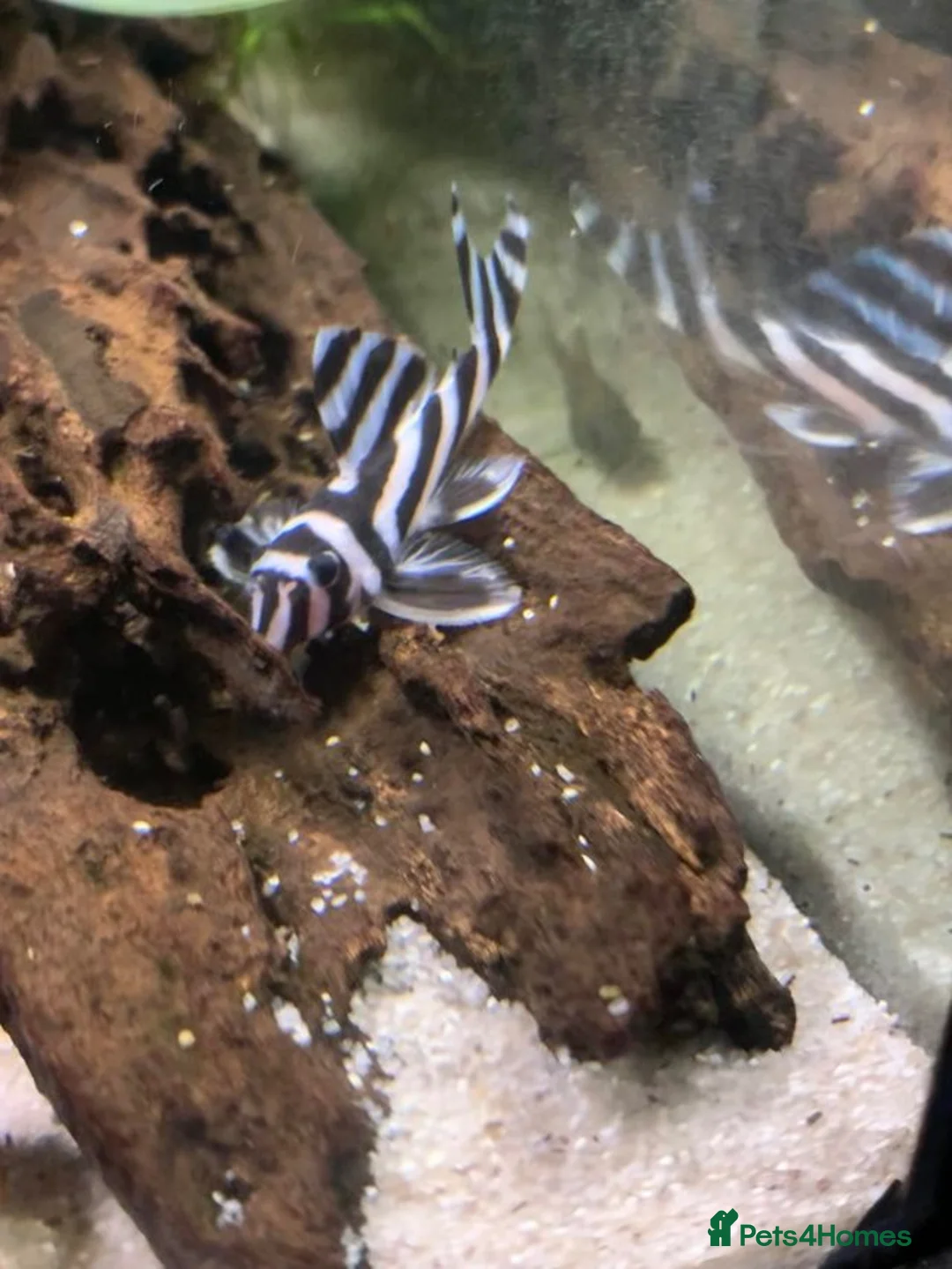 Plecos fish for sale: Hypancistrus Zebra Pleco L046 ~ 6-7cm in Sevenoaks - Advert 1