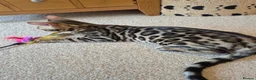 Bengal cats for sale: Stunning Pedigree Bengal Kittens - Advert 17