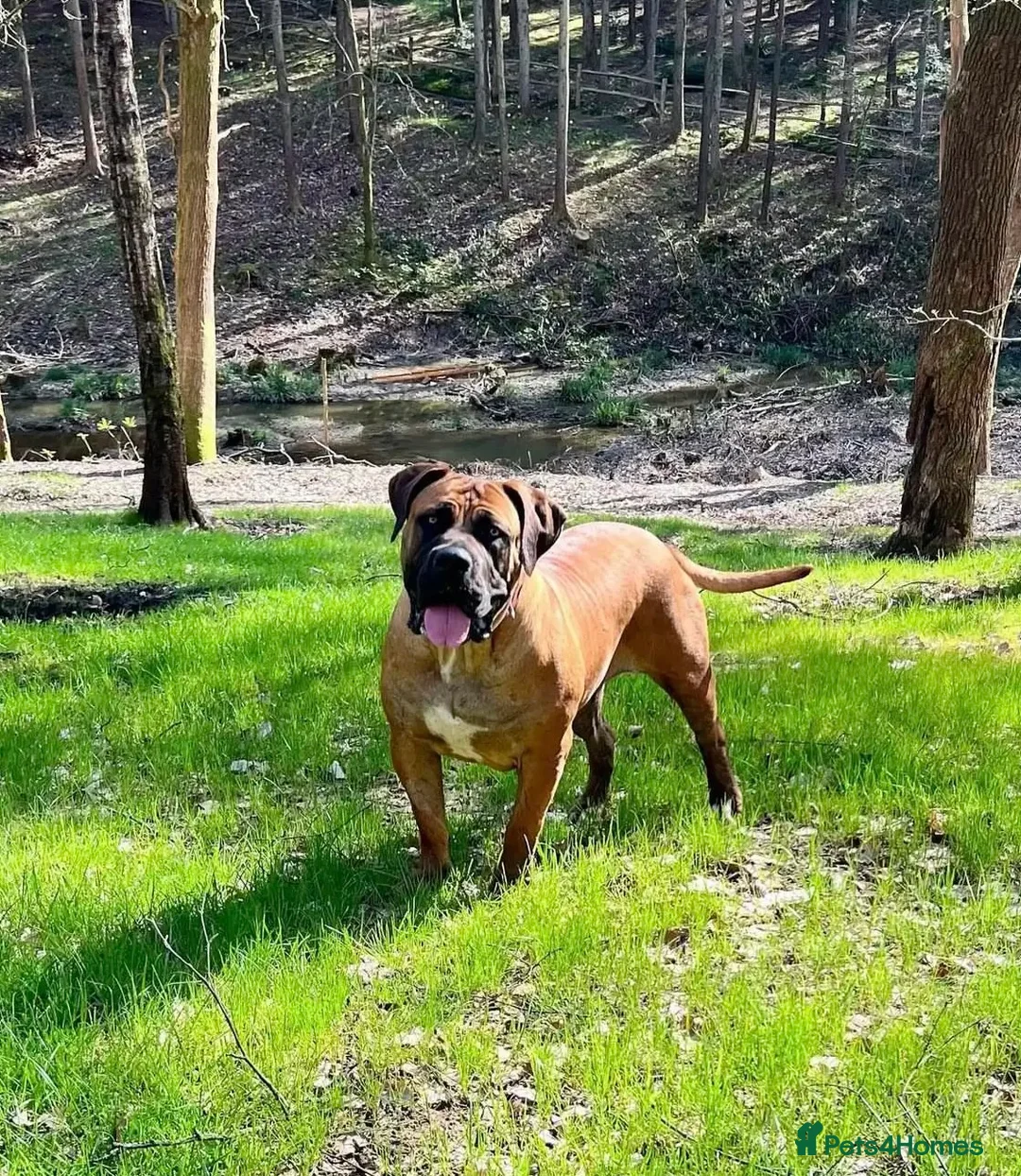 Boerboel dogs for sale: Stunning Boerboel Girl - Advert 4