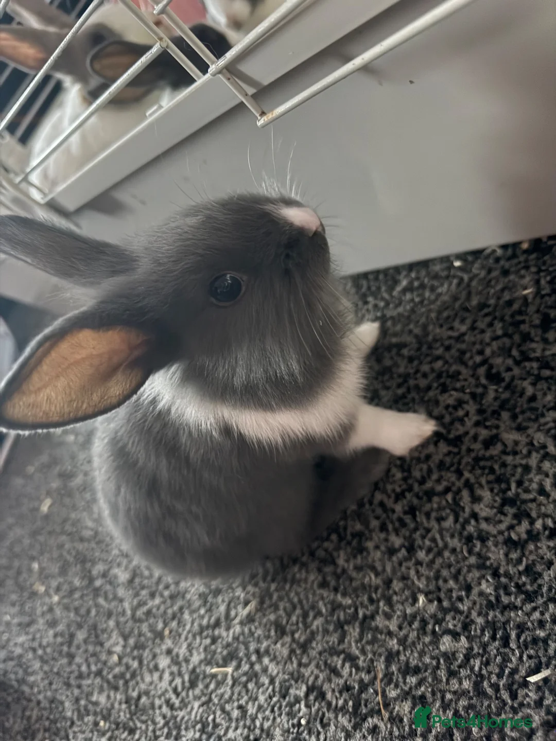 Mixed Breed rabbits for sale: Rabbits ready to go now  - Advert 2