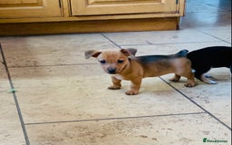 Jack Russell dogs for sale: Outstanding miniature Jack Russell puppies  - Image 11