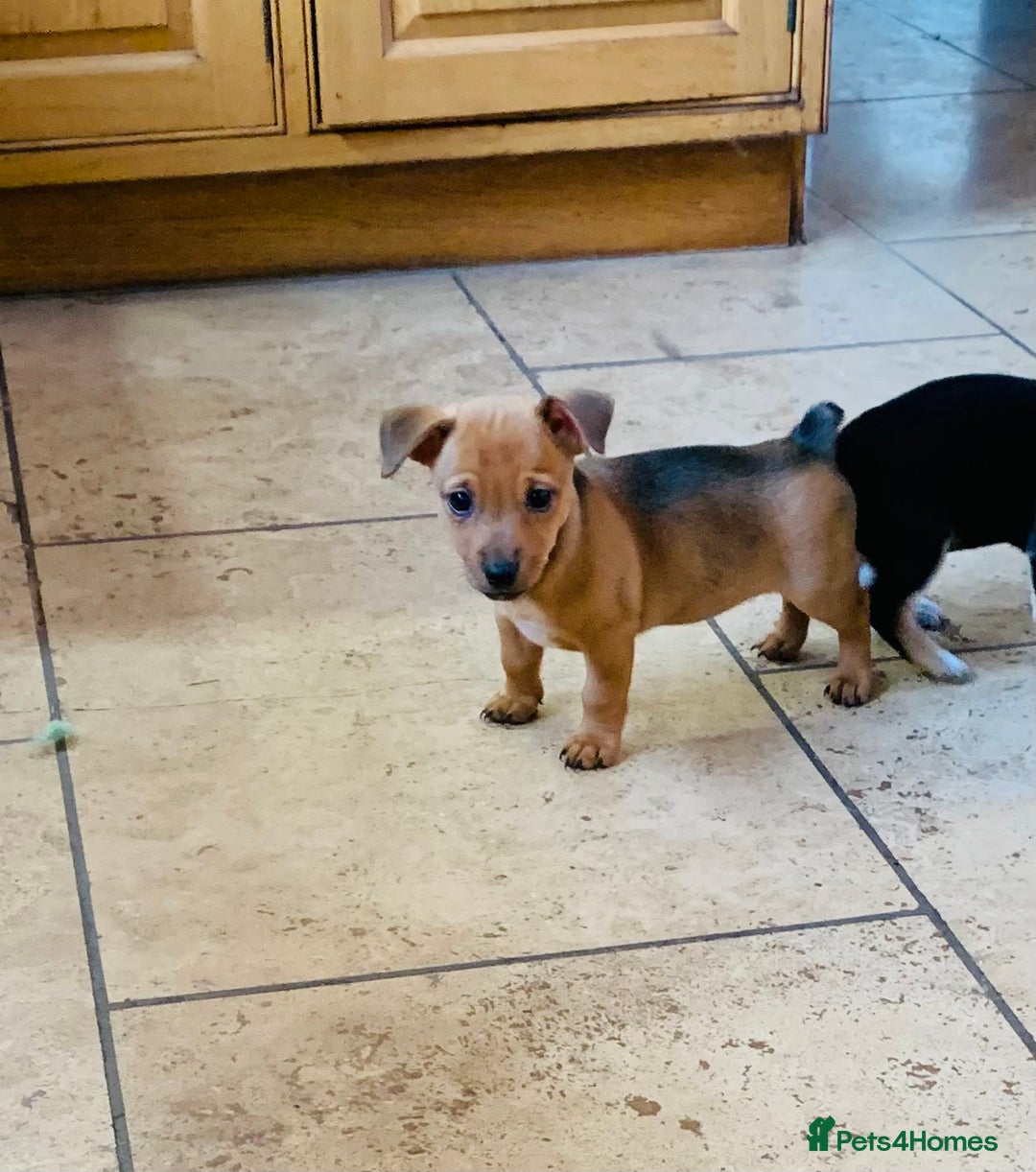Jack Russell dogs for sale: Outstanding miniature Jack Russell puppies  - Image 11