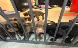 Mixed Breed dogs for sale: American pocket bully x labradoodle  - Image 1