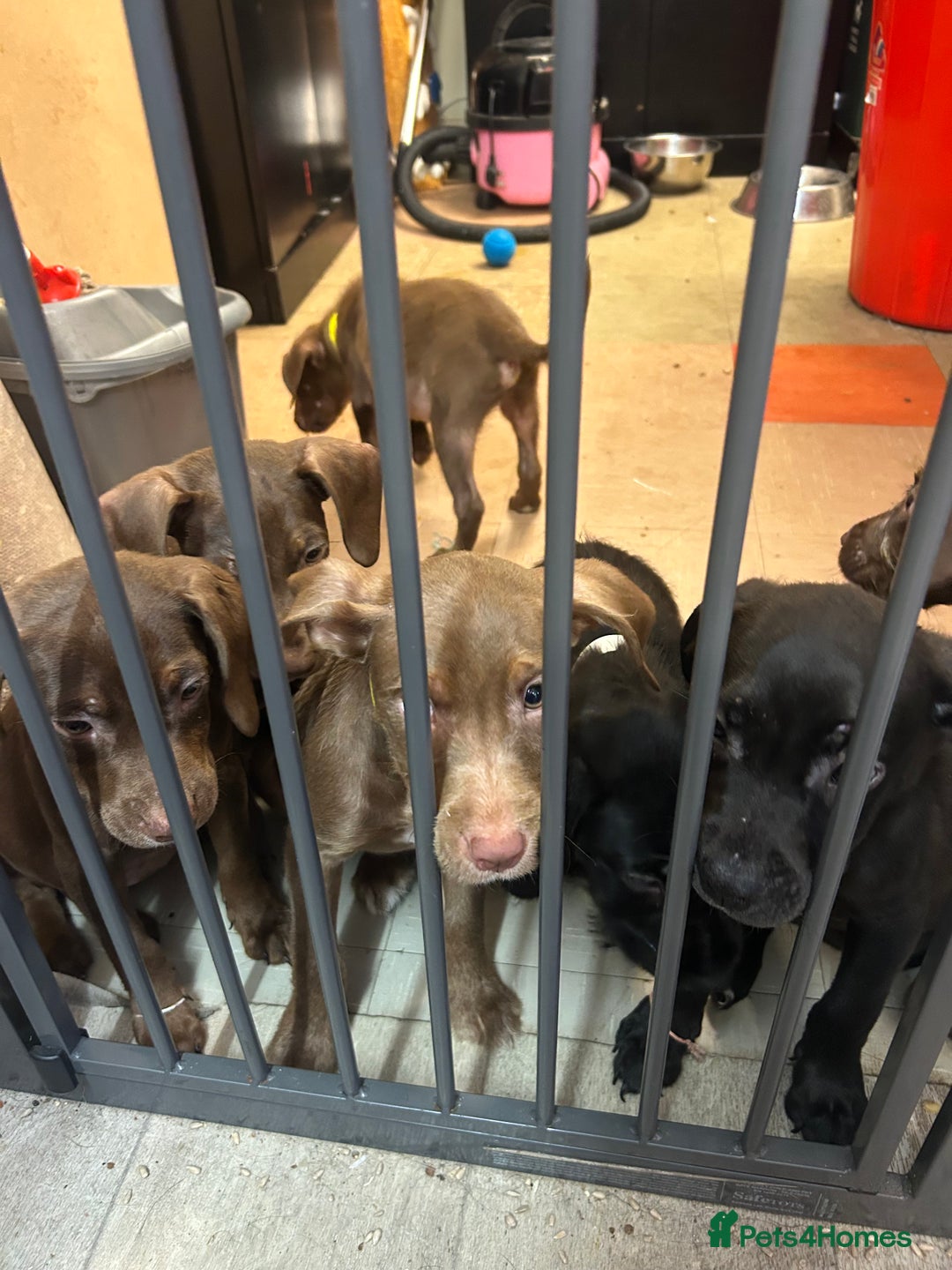 Mixed Breed dogs for sale: American pocket bully x labradoodle  - Image 1